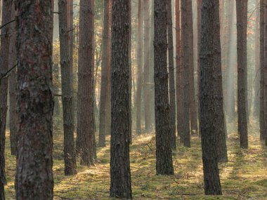 Uzun çam ormanı. Sisli bir sabah. Ağaçlar arasında bir sis sürükleniyor. Güneşin yükselen ışınları sisi delip geçiyor. Resimli ışık çizgileri oluşturuyor..