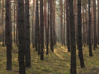Uzun çam ormanı. Sisli bir sabah. Ağaçlar arasında bir sis sürükleniyor. Güneşin yükselen ışınları sisi delip geçiyor. Resimli ışık çizgileri oluşturuyor..