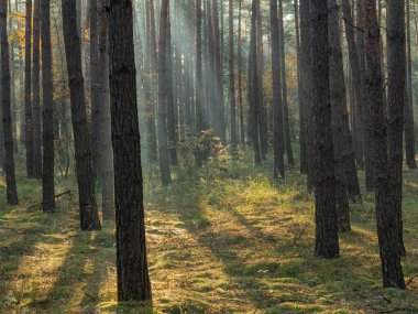 Uzun çam ormanı. Sisli bir sabah. Ağaçlar arasında bir sis sürükleniyor. Güneşin yükselen ışınları sisi delip geçiyor. Resimli ışık çizgileri oluşturuyor..