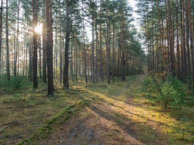 Uzun çam ormanı. Sisli bir sabah. Ağaçlar arasında bir sis sürükleniyor. Güneşin yükselen ışınları sisi delip geçiyor. Resimli ışık çizgileri oluşturuyor..