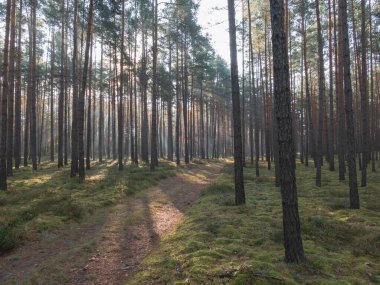 Uzun çam ormanı. Sisli bir sabah. Ağaçlar arasında bir sis sürükleniyor. Güneşin yükselen ışınları sisi delip geçiyor. Resimli ışık çizgileri oluşturuyor..