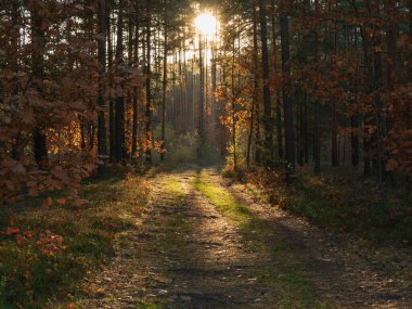 Uzun çam ormanı. Ağaçların arasında asfaltsız bir yol var. İleride batan güneş ufukta belirdi. Yolu aydınlatıyor..