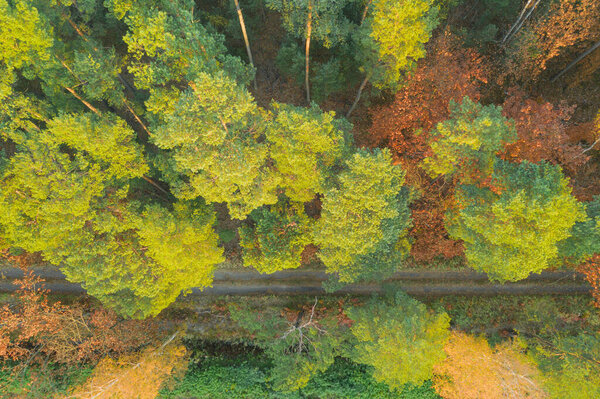 Mixed, coniferous deciduous forest. The needles are green, the leaves on deciduous trees are yellow and brown in color. It's autumn. The photo was taken from a height using a drone.