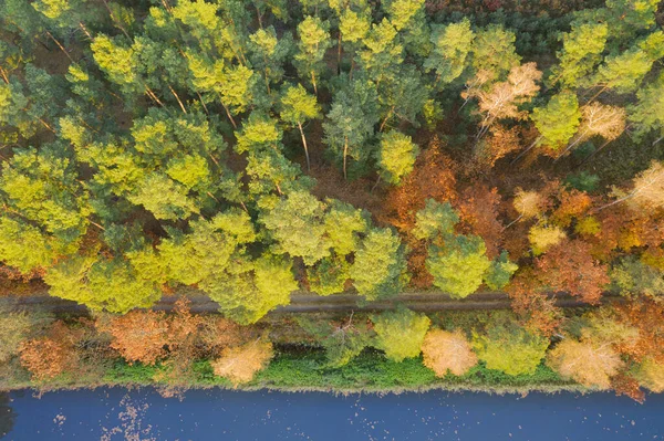 Floresta Caduca Mista Conífera Agulhas São Verdes Folhas Árvores Decíduas — Fotografia de Stock