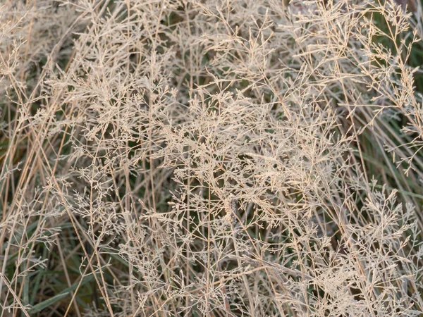 Vast Plain Meadow Overgrown Bushes Dwarf Shrubs Grasses Shrub Leaves — Stock Photo, Image