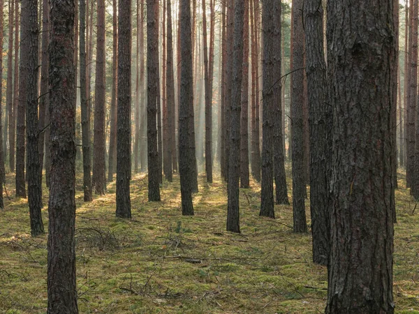 Высокий Сосновый Лес Туманное Утро Между Деревьями Дрейфует Туман Лучи — стоковое фото