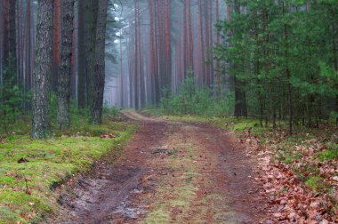 Uzun bir çam ormanında bir sonbahar günü. Ağaçların arasında toprak bir yol var. Ağaçların arasında sis yükseliyor..