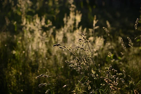 夏天的早上在草地上 高高的草穗被升起的太阳照得发亮 — 图库照片