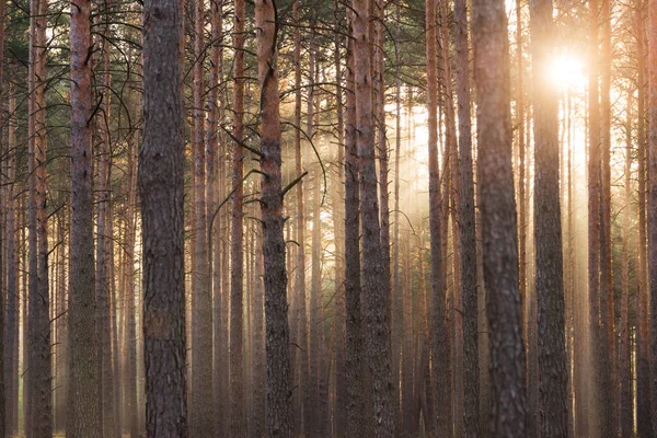 Ősz Van Magas Fenyőerdő Ködös Napos Reggel Napfény Megvilágítja Ködöt — Stock Fotó