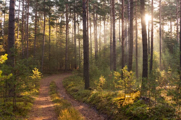 Ősz Van Magas Fenyőerdő Ködös Napos Reggel Napfény Megvilágítja Ködöt — Stock Fotó