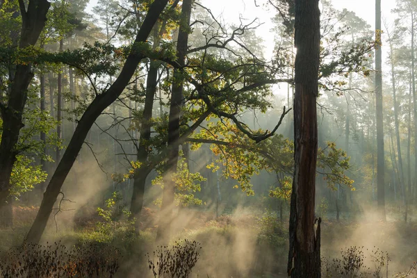 Jesienny Poranek Nad Rzeką Nad Rzeką Pomiędzy Drzewami Rosnącymi Brzegu — Zdjęcie stockowe