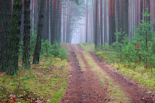 Podzimní Den Vysokém Borovém Lese Mezi Stromy Prašná Cesta Mezi — Stock fotografie