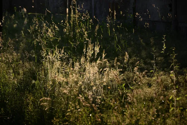 Matin Été Dans Prairie Hautes Oreilles Herbe Sont Éclairées Par — Photo