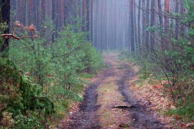 Uzun bir çam ormanında bir sonbahar günü. Ağaçların arasında toprak bir yol var. Ağaçların arasında sis yükseliyor..