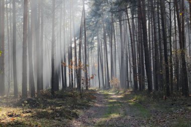 Sonbahardayız. Uzun çam ormanı. Sisli güneşli bir sabah. Güneş ışığı sisi aydınlatır ve güzel çizgiler oluşturur..
