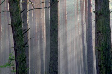 Sonbahardayız. Uzun çam ormanı. Sisli güneşli bir sabah. Güneş ışığı sisi aydınlatır ve güzel çizgiler oluşturur..