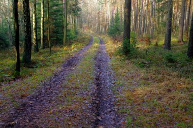 Sonbahardayız. Uzun çam ormanı. Sisli güneşli bir sabah. Güneş ışığı sisi aydınlatır ve güzel çizgiler oluşturur..