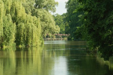 Ağlayan söğütler nehirde büyüyor. Güneşli bir gün. Ağaçlarda yeşil yapraklar var..