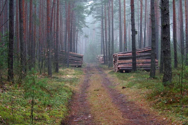 Jesienny Dzień Lesie Sosnowym Między Drzewami Jest Polna Droga Mgła — Zdjęcie stockowe