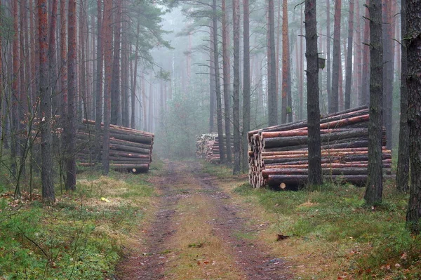 Autumn Day Tall Pine Forest Dirt Road Trees Fog Rising — Stock Photo, Image