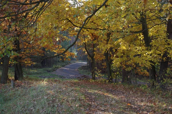 Лесная Дорога Осенью Деревьях Жёлтые Листья Солнечный День — стоковое фото