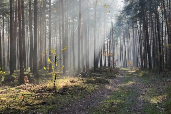 Het Herfst Groot Dennenbos Mistige Zonnige Ochtend Het Zonlicht Verlicht — Stockfoto