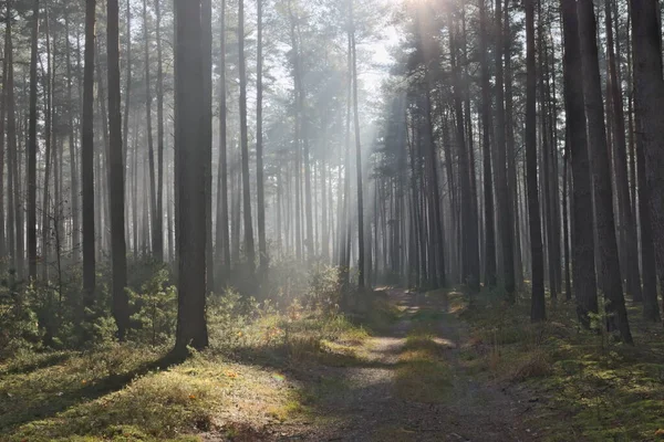 Het Herfst Groot Dennenbos Mistige Zonnige Ochtend Het Zonlicht Verlicht — Stockfoto