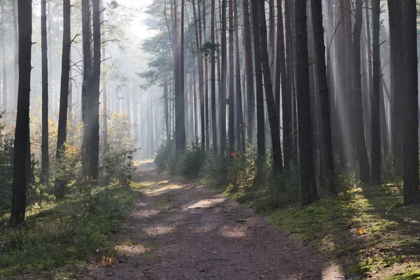 Podzim Vysoký Borový Les Mlhavé Slunečné Ráno Sluneční Světlo Osvětluje — Stock fotografie