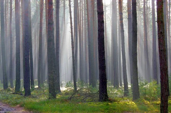 Autumn Tall Pine Forest Foggy Sunny Morning Sunlight Illuminates Fog — Stock Photo, Image