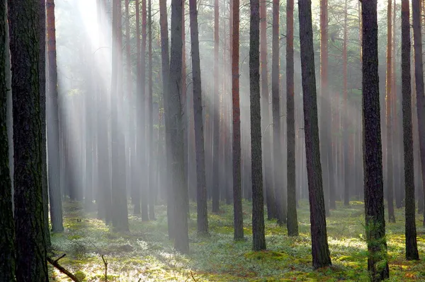 Podzim Vysoký Borový Les Mlhavé Slunečné Ráno Sluneční Světlo Osvětluje — Stock fotografie