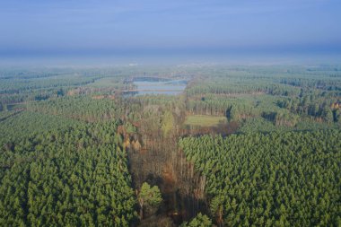 Çam ağaçlarıyla kaplı geniş bir düzlük. Sonbahar sabahı, güneş ışınları tarafından aydınlatılan bir sis ormanın üzerinde yükseliyor. İnsansız hava aracından görüntüle.