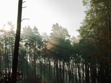 Ormanda bir sabah. Yüksek çam ormanı. Ağaç tepeleri arasında sis yükseliyor. Güneşli bir sabah, güneş ışınları sisi aydınlatıyor..