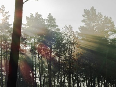 Ormanda bir sabah. Yüksek çam ormanı. Ağaç tepeleri arasında sis yükseliyor. Güneşli bir sabah, güneş ışınları sisi aydınlatıyor..