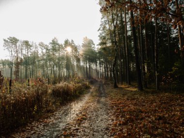 Asfaltsız orman yolu. Sonbahar sabahındayız ve yol boyunca güneşli sis yükseliyor..