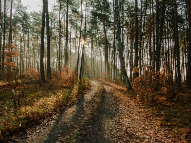 Asfaltsız orman yolu. Sonbahar sabahındayız ve yol boyunca güneşli sis yükseliyor..