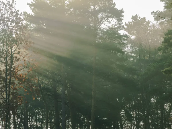 Ormanda bir sabah. Yüksek çam ormanı. Ağaç tepeleri arasında sis yükseliyor. Güneşli bir sabah, güneş ışınları sisi aydınlatıyor..