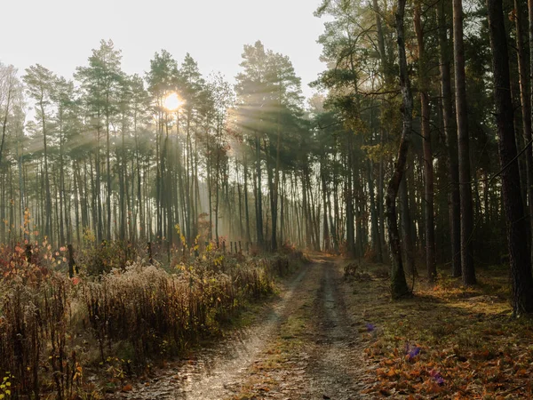 Nezpevněná Lesní Cesta Podzimní Ráno Nad Cestou Zvedá Sluncem Zalitá — Stock fotografie