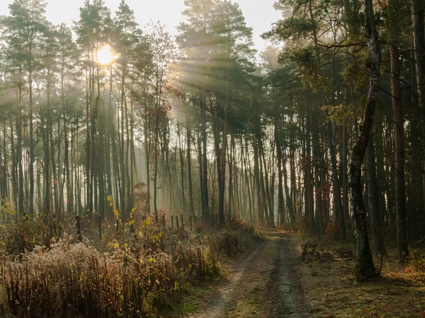 Skog Oslipad Väg Det Höst Morgon Och Den Solbelysta Dimman — Stockfoto