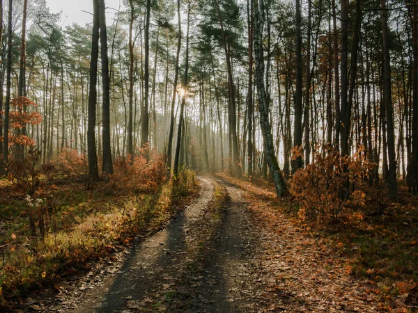 Asfaltsız orman yolu. Sonbahar sabahındayız ve yol boyunca güneşli sis yükseliyor..