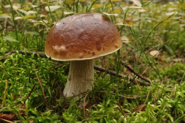 Bitki örtüsü sırasında ormanda, doğal ortamda mantar..