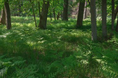 Orta yaşlı bir kadın ve erkek, yaz kıyafetleri içinde, yeşil ormana bisiklet gezisinde. Bisikletlerin yanında bir köpek koşuyor..
