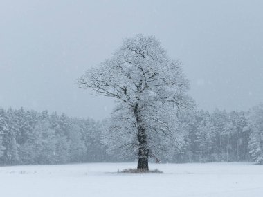 Geniş düz arazi, tarlalar ve çayırlar. Merkezde büyük, yalnız bir meşe ağacı yetişiyor. Bugün kış günü, dallar ve zemin bir kar örtüsüyle kaplı..
