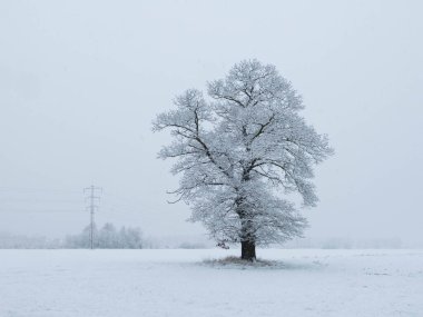Geniş düz arazi, tarlalar ve çayırlar. Merkezde büyük, yalnız bir meşe ağacı yetişiyor. Bugün kış günü, dallar ve zemin bir kar örtüsüyle kaplı..