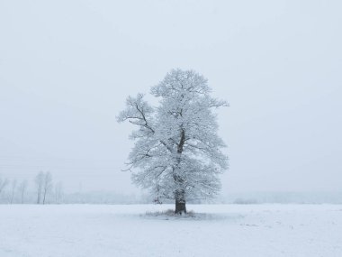 Geniş düz arazi, tarlalar ve çayırlar. Merkezde büyük, yalnız bir meşe ağacı yetişiyor. Bugün kış günü, dallar ve zemin bir kar örtüsüyle kaplı..