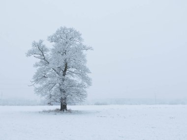 Geniş düz arazi, tarlalar ve çayırlar. Merkezde büyük, yalnız bir meşe ağacı yetişiyor. Bugün kış günü, dallar ve zemin bir kar örtüsüyle kaplı..