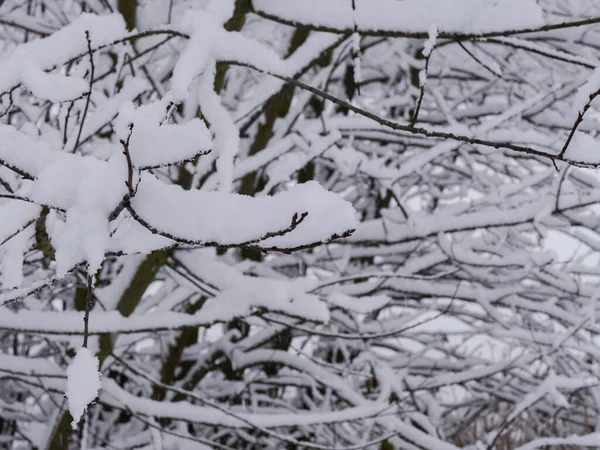 Geniş, düz arazi, tarlalar ve çayırlar. Kış mevsimi, toprak, çalılar ve ağaçların dalları kalın bir kar tabakasıyla kaplıdır. Şiddetli kar yağışı nedeniyle manzara açık değil.