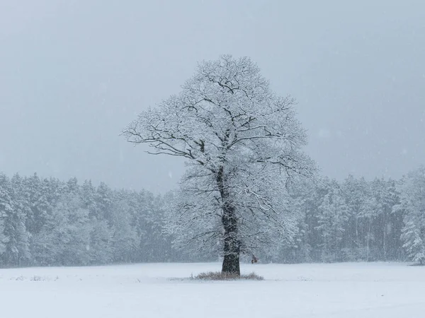 Geniş düz arazi, tarlalar ve çayırlar. Merkezde büyük, yalnız bir meşe ağacı yetişiyor. Bugün kış günü, dallar ve zemin bir kar örtüsüyle kaplı..