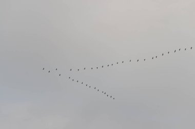 Gri bulutlu gökyüzünde uçan yaban kazlarının anahtarı..