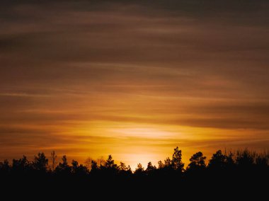 Uzun bir çam ormanının tepesinde bir çizgi. Ağaçların üzerinde, gökyüzü batan güneşten kırmızıdır.