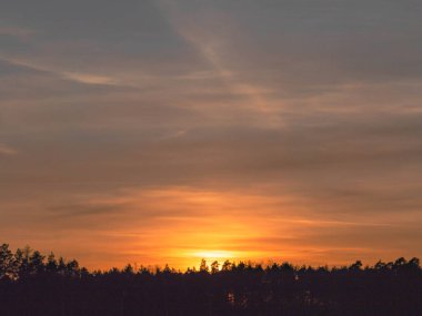 Uzun bir çam ormanının tepesinde bir çizgi. Ağaçların üzerinde, gökyüzü batan güneşten kırmızıdır.